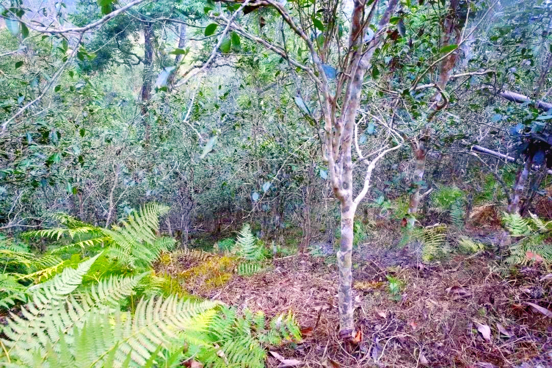 蛮砖35_副本.jpg 蛮砖35_副本.jpg