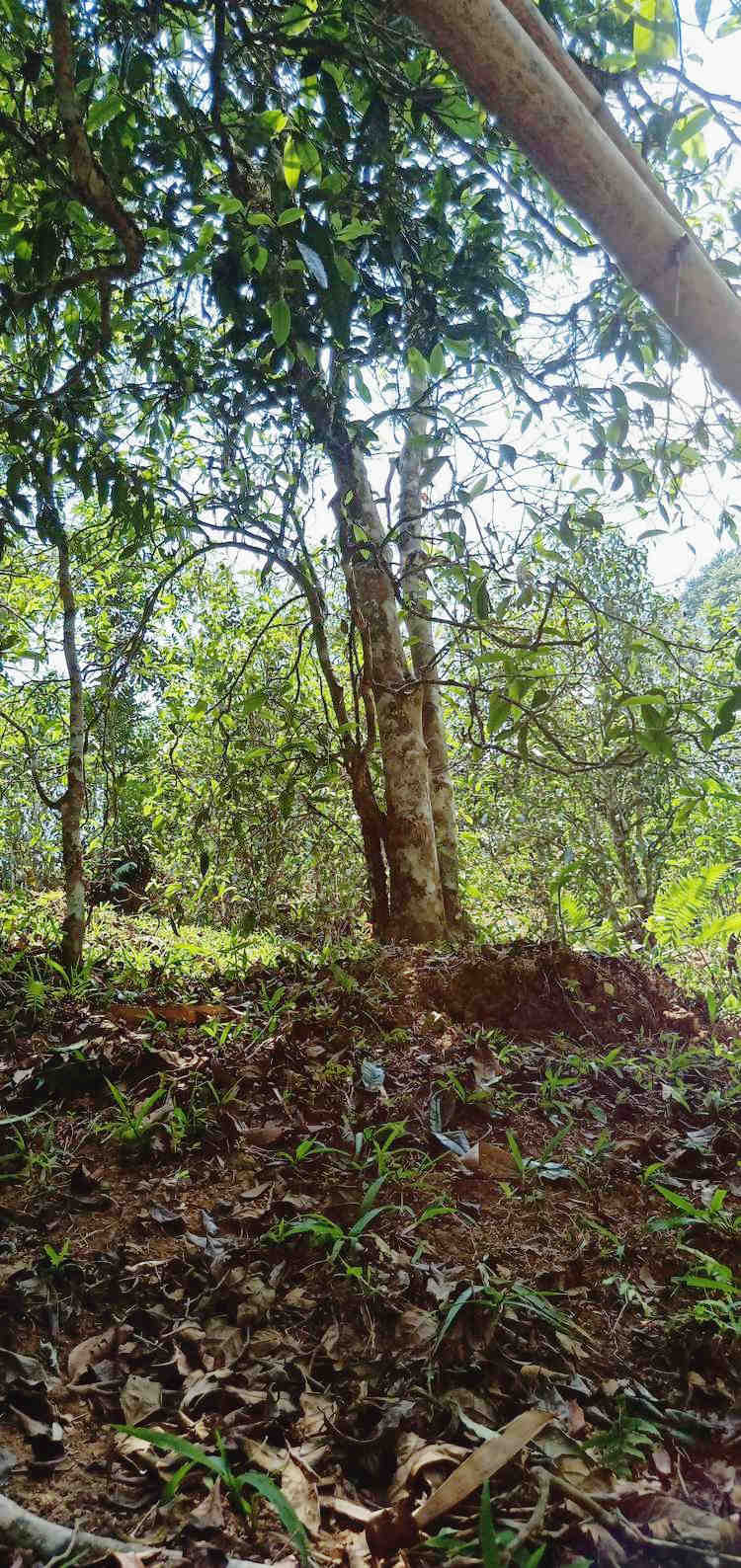 蛮砖茶园6464_副本.jpg 蛮砖茶园6464_副本.jpg